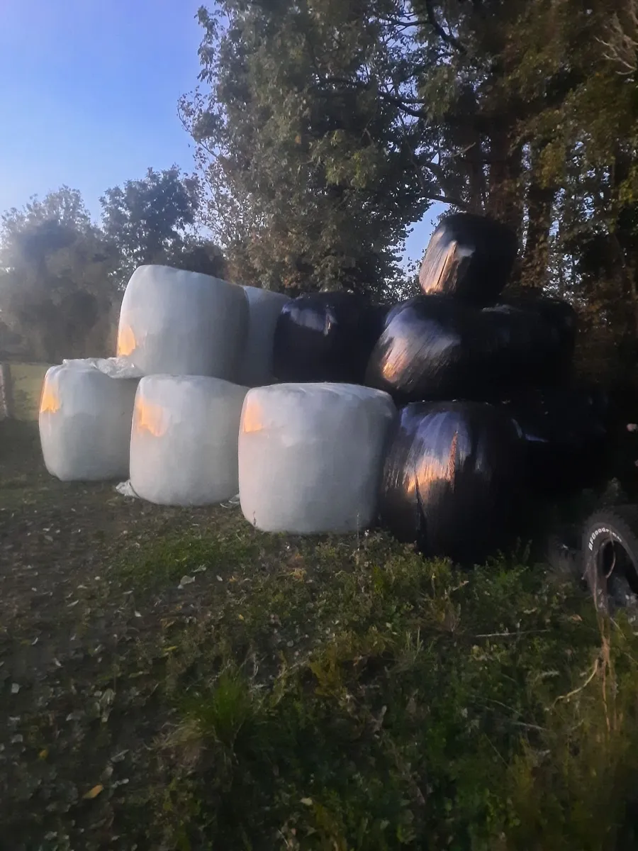 Silage Bales for Sale - Image 2