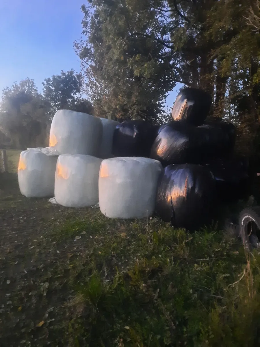 Silage Bales for Sale - Image 3