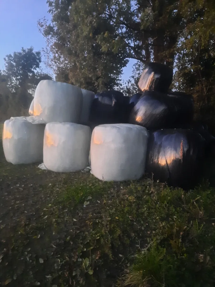 Silage Bales for Sale - Image 1