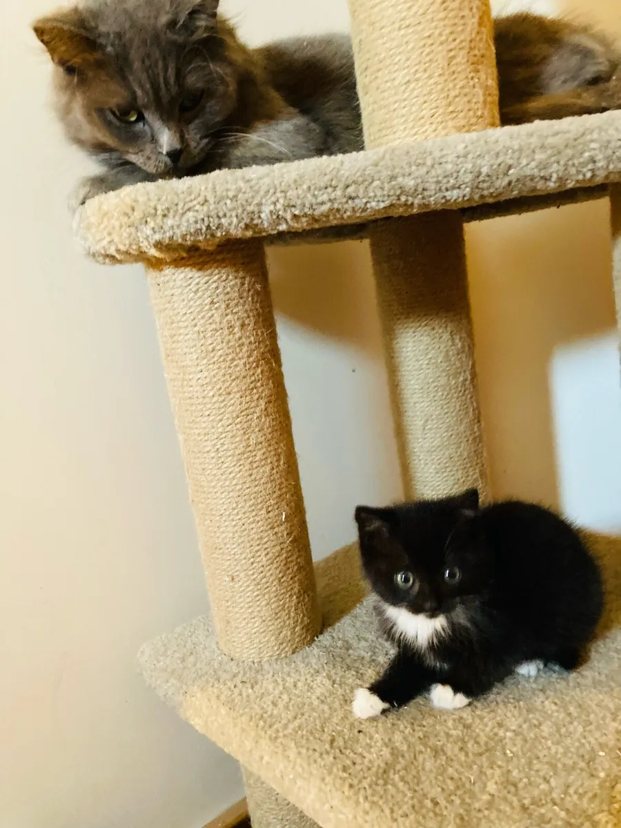 British longhair mix kitten - Image 4