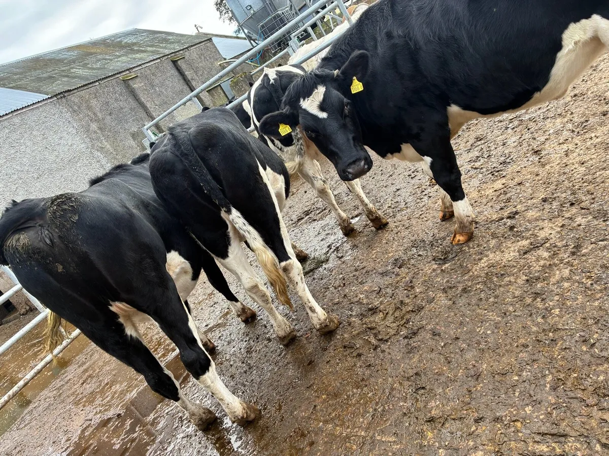 In calf Friesian heifers - Image 2