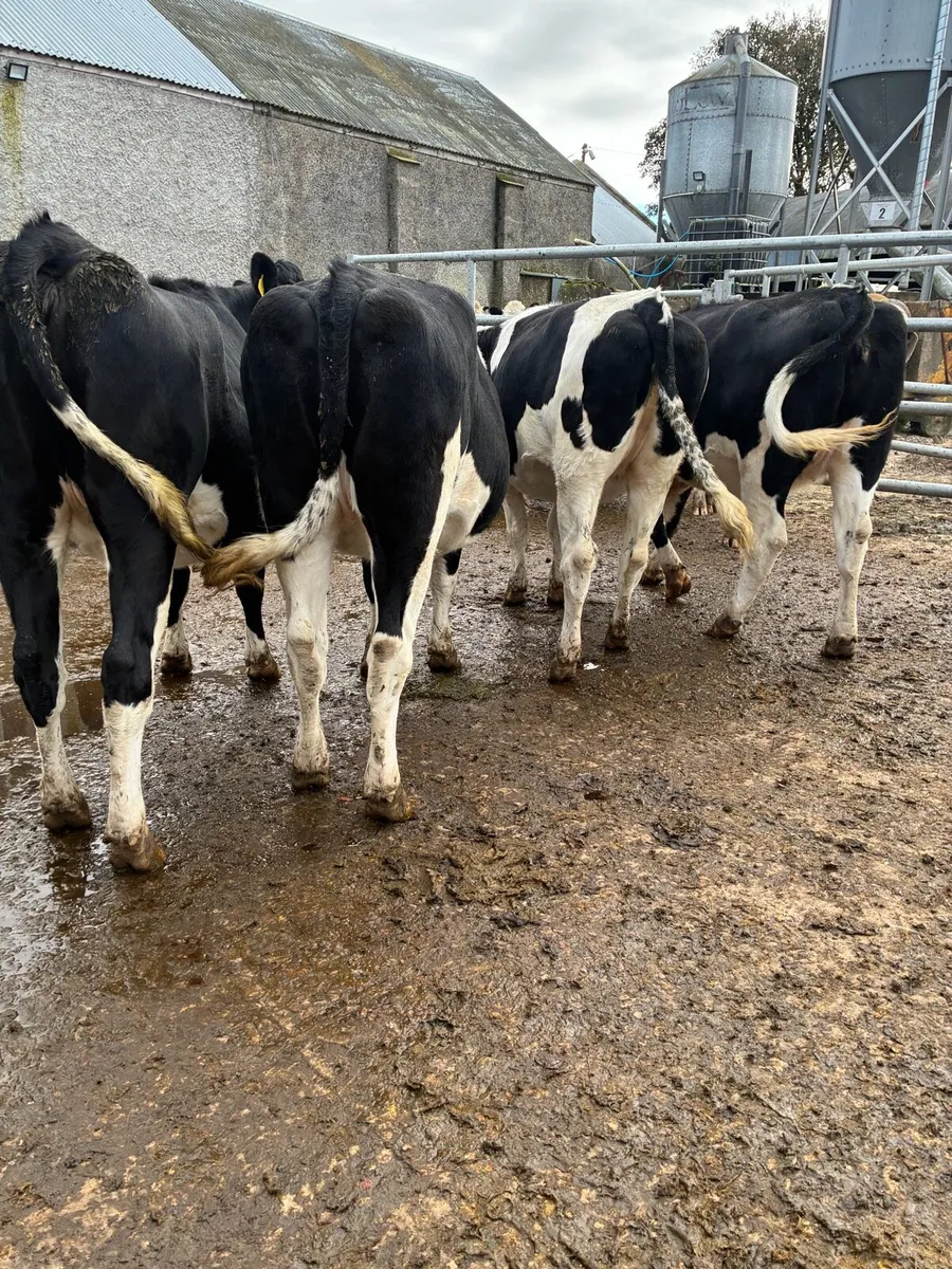 In calf Friesian heifers - Image 3