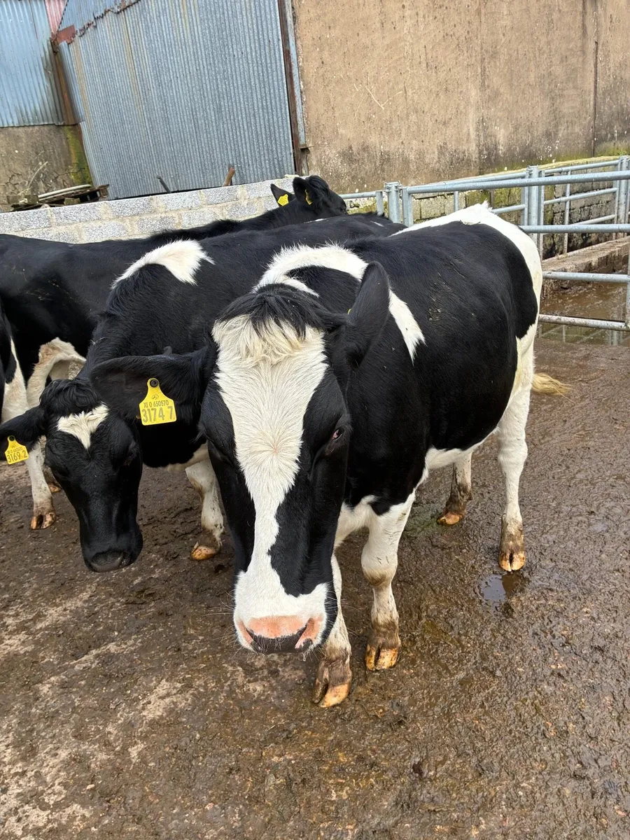In calf Friesian heifers - Image 4