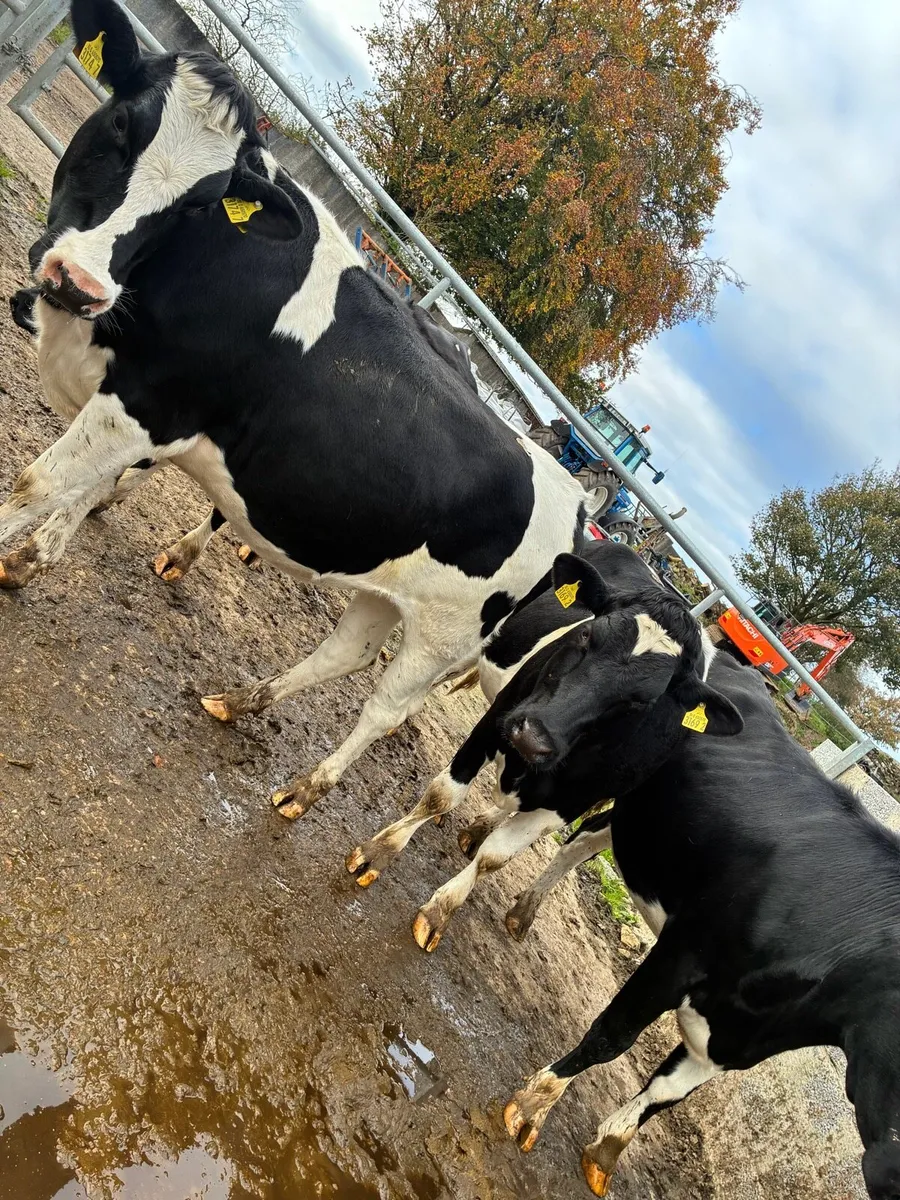 In calf Friesian heifers - Image 1