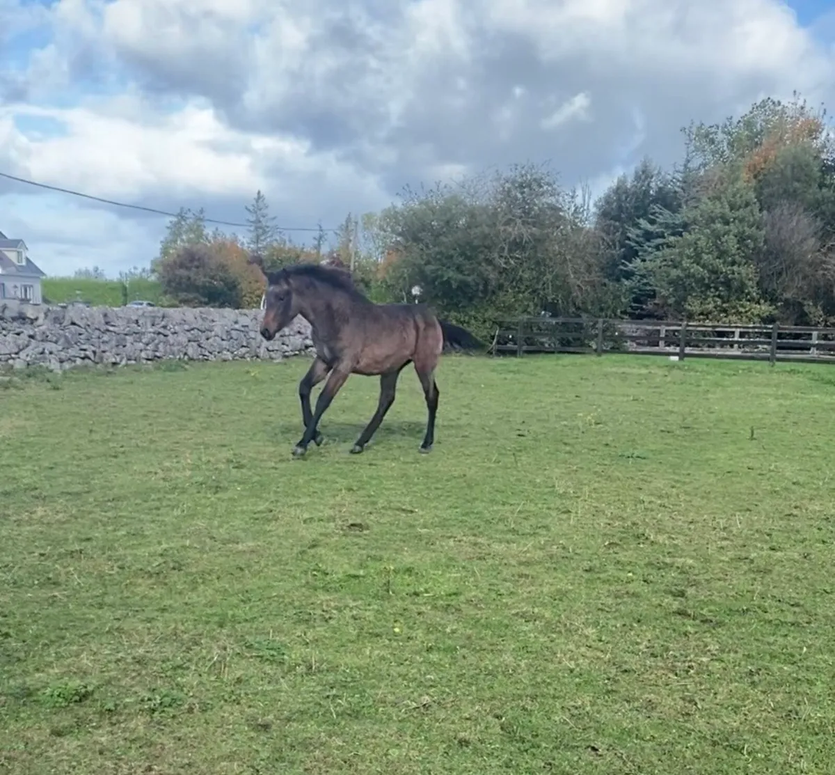 Bay filly - Image 1