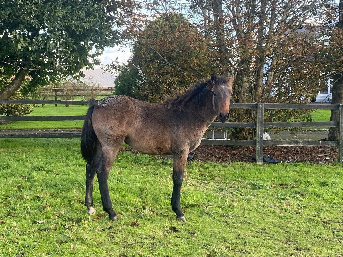 Bay filly - Image 2