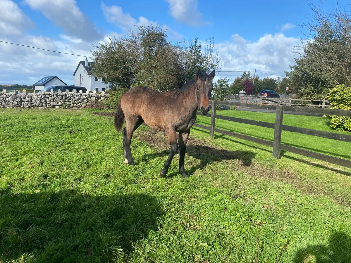Bay filly - Image 3