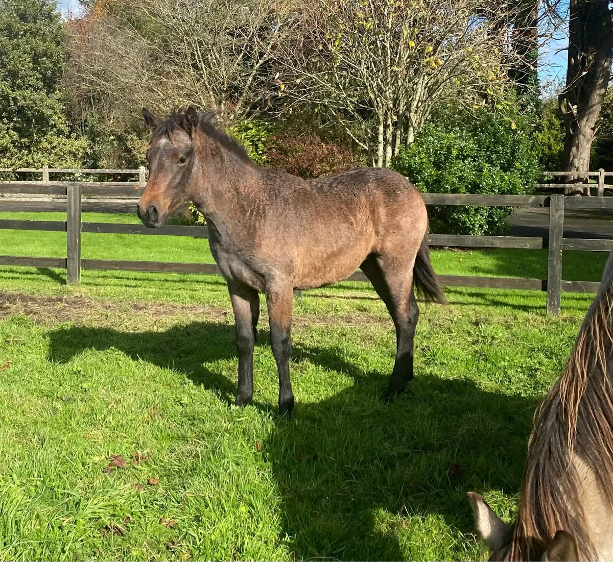 Bay filly - Image 4