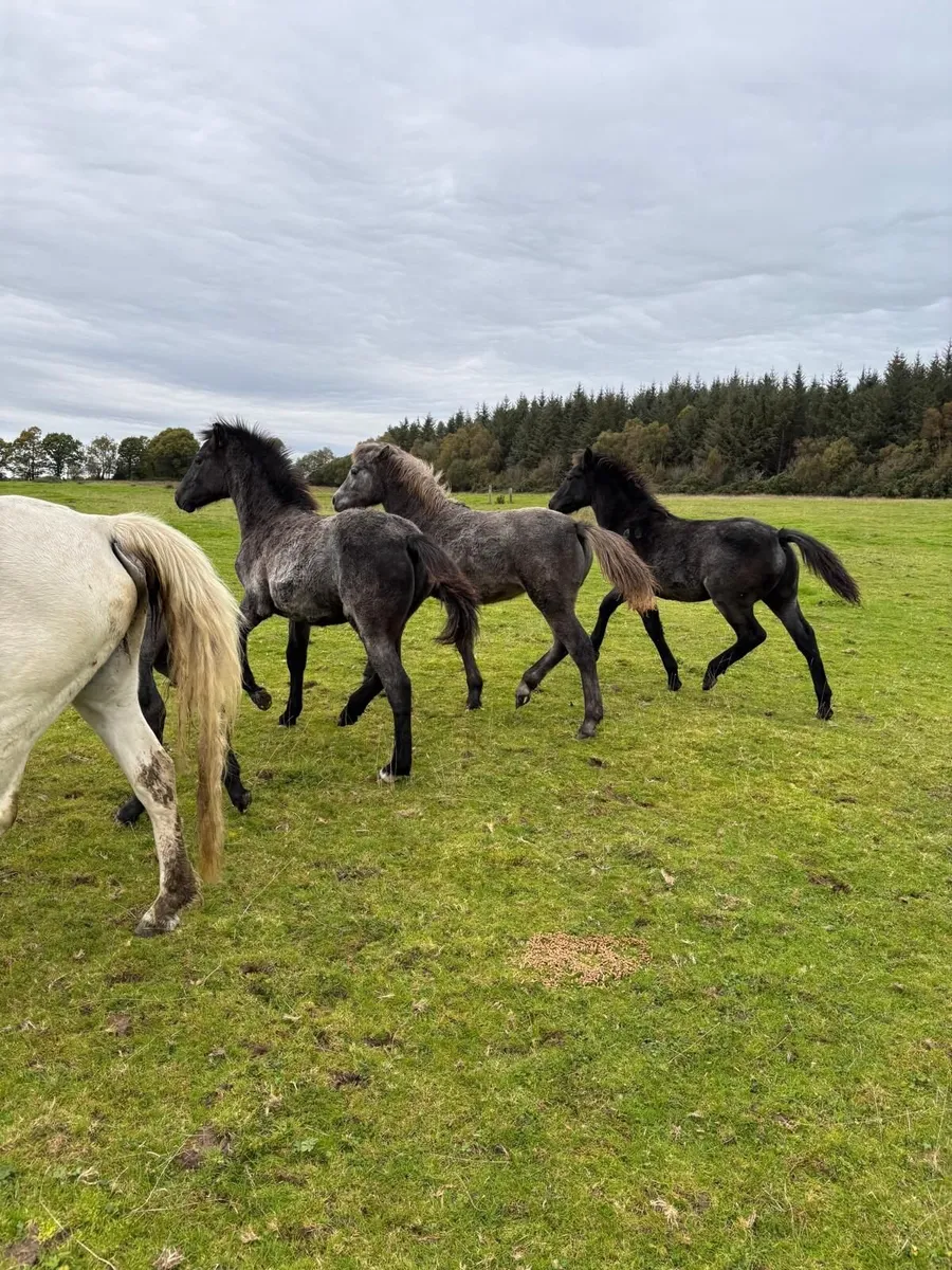 Conemara Foals - Image 1