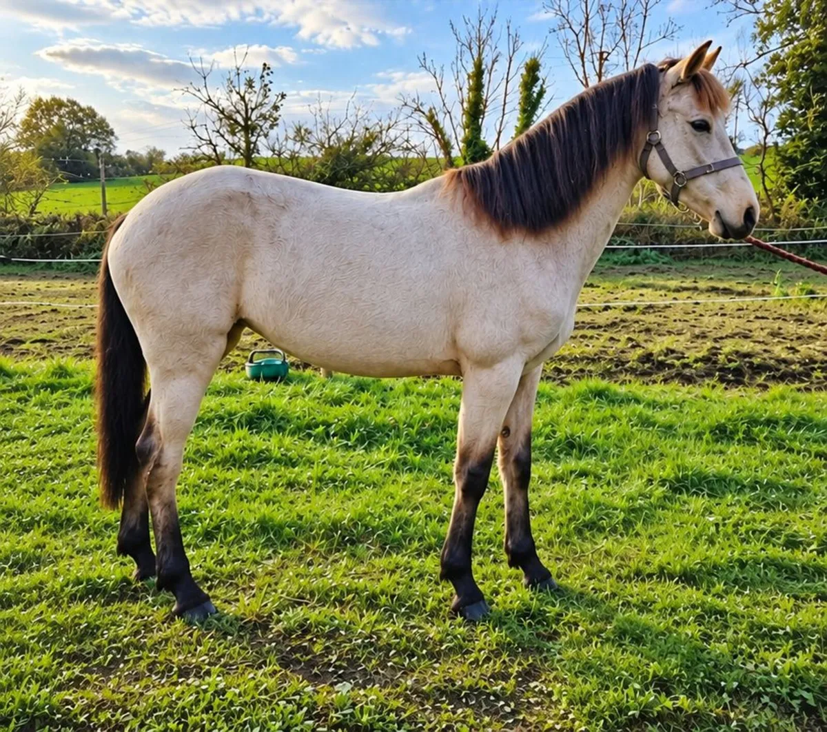 Connemara Dun Pony Clifden lot 251 Fri 23rd - Image 2