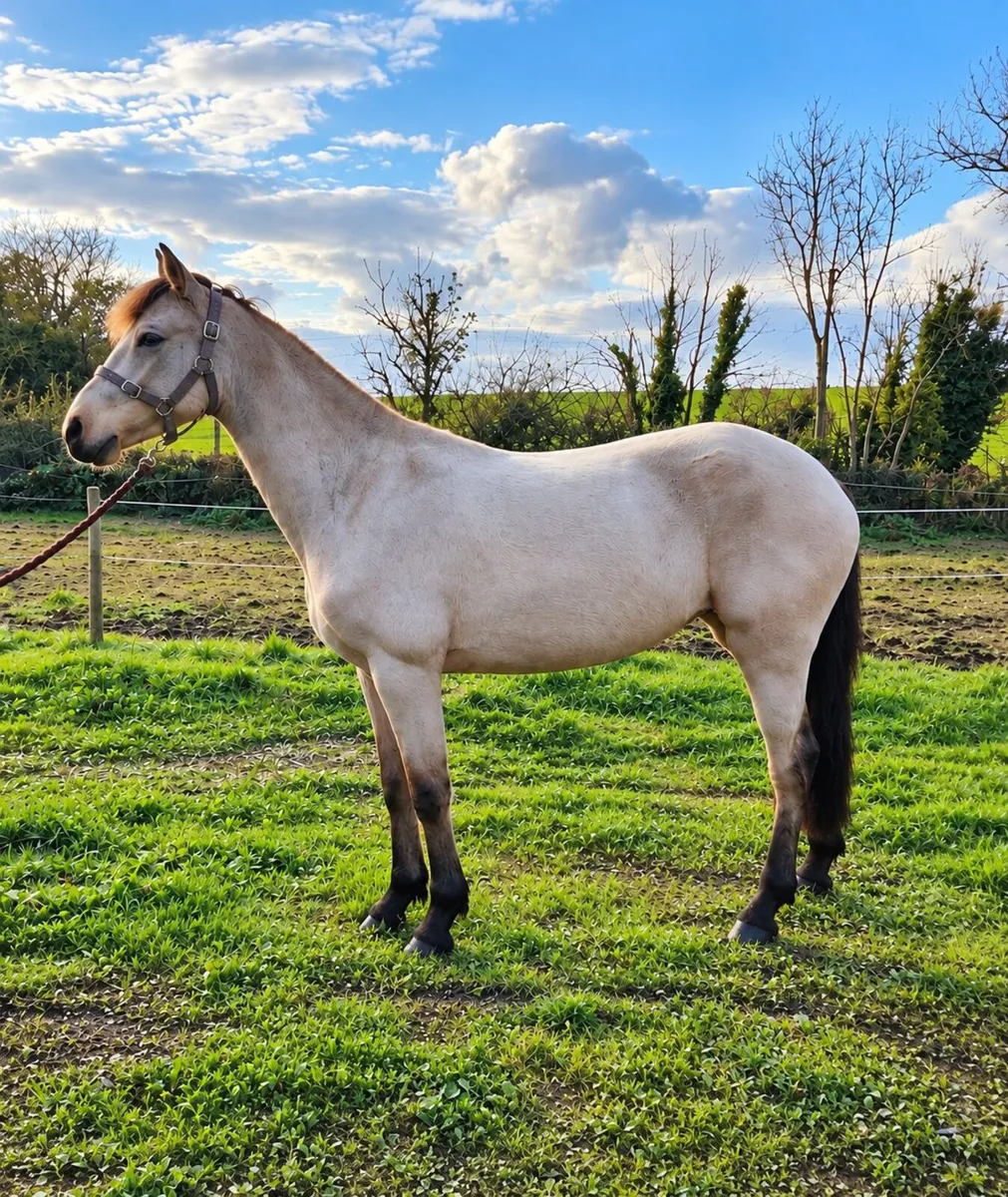 Connemara Dun Pony Clifden lot 251 Fri 23rd - Image 3