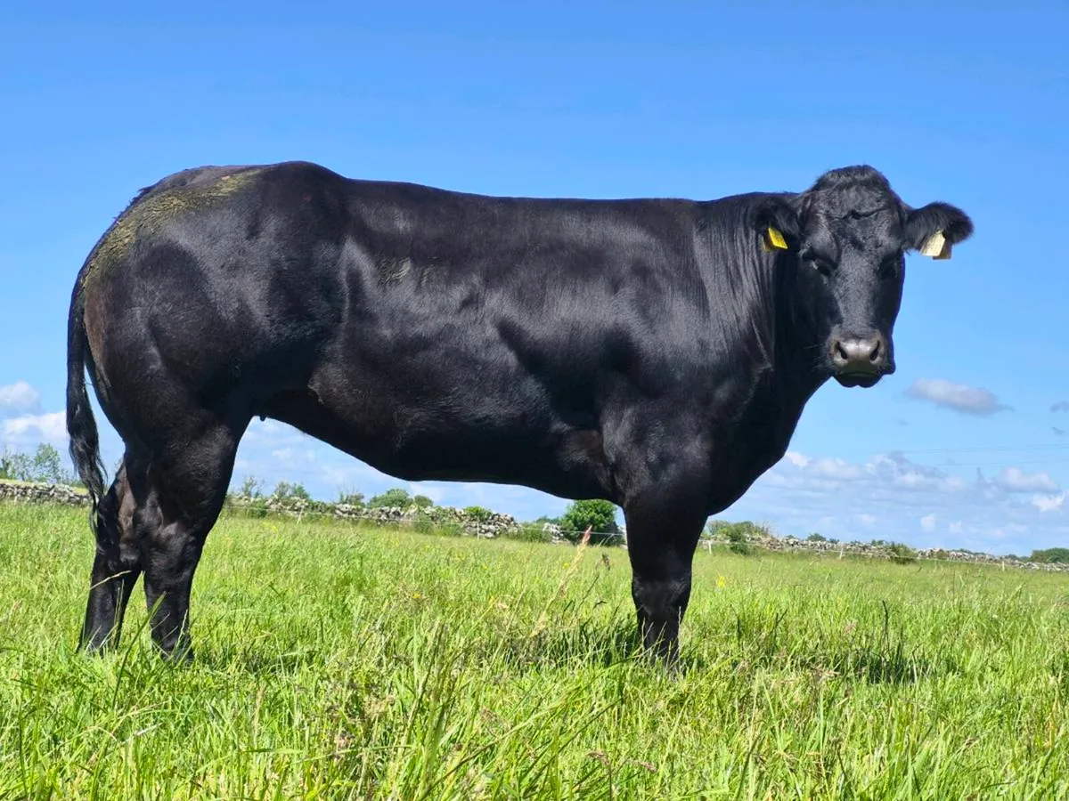 INCALF HEIFERS - Image 4