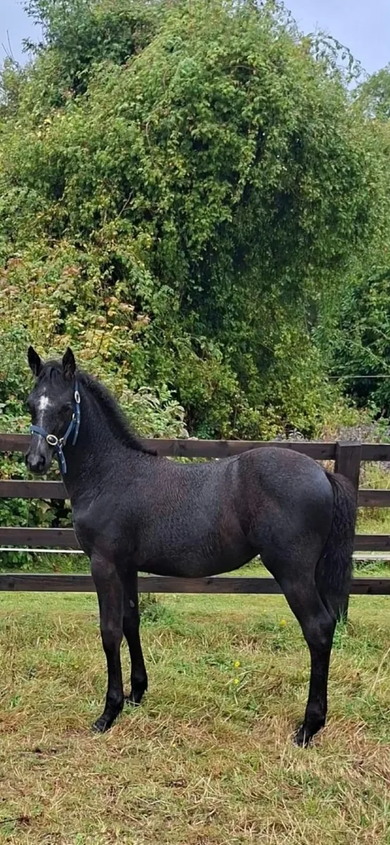 Silver Shadow / Moores Clover Filly Foal - Image 3