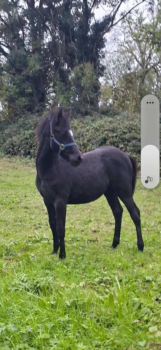 Silver Shadow / Moores Clover Filly Foal - Image 1