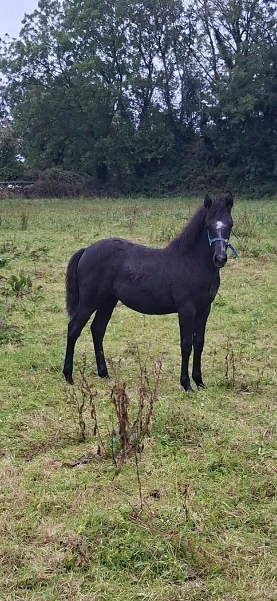 Silver Shadow / Moores Clover Filly Foal - Image 2