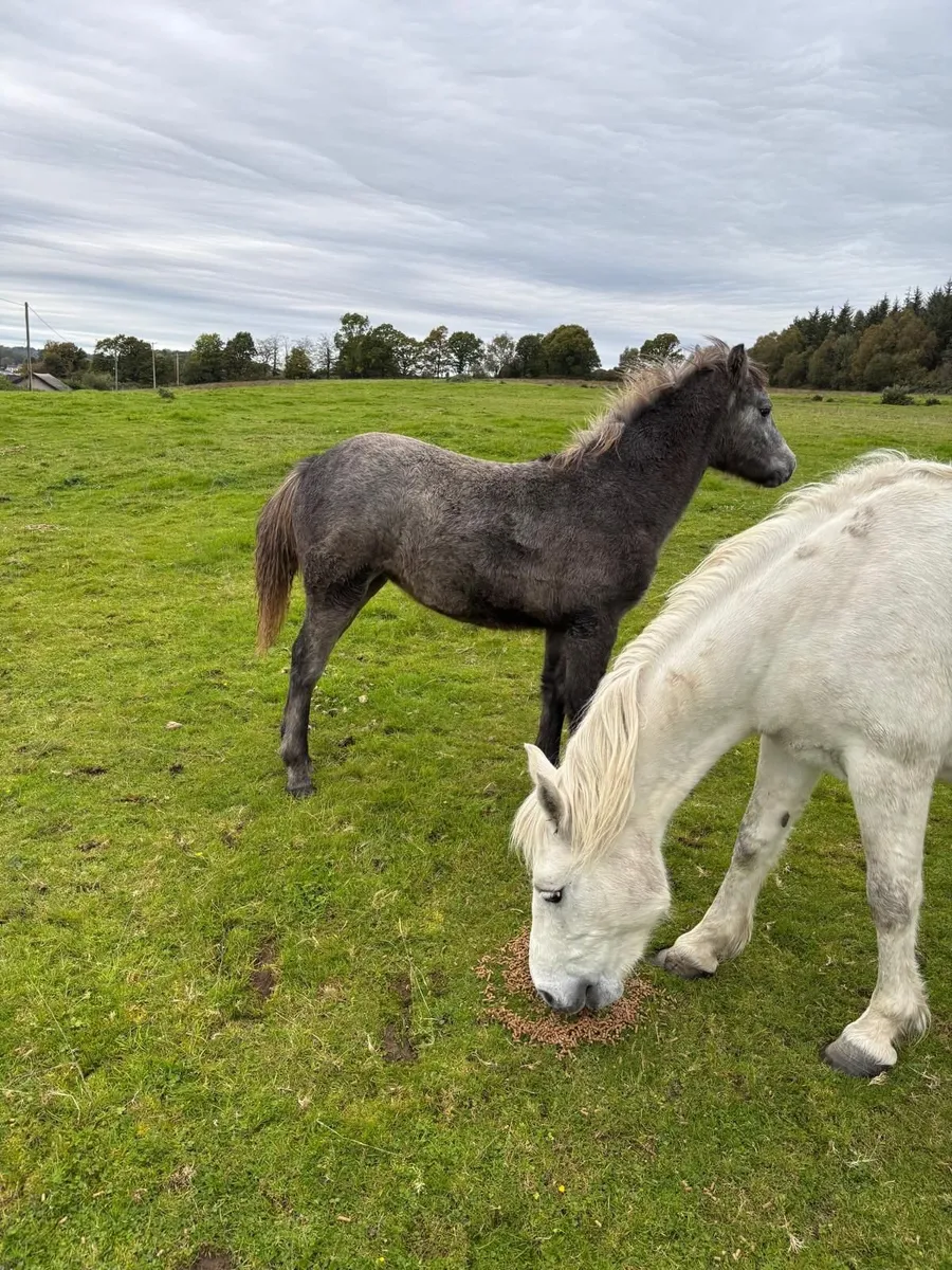 Conemara Foals - Image 3