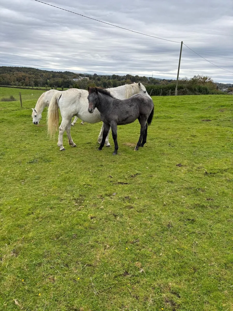 Conemara Foals - Image 2