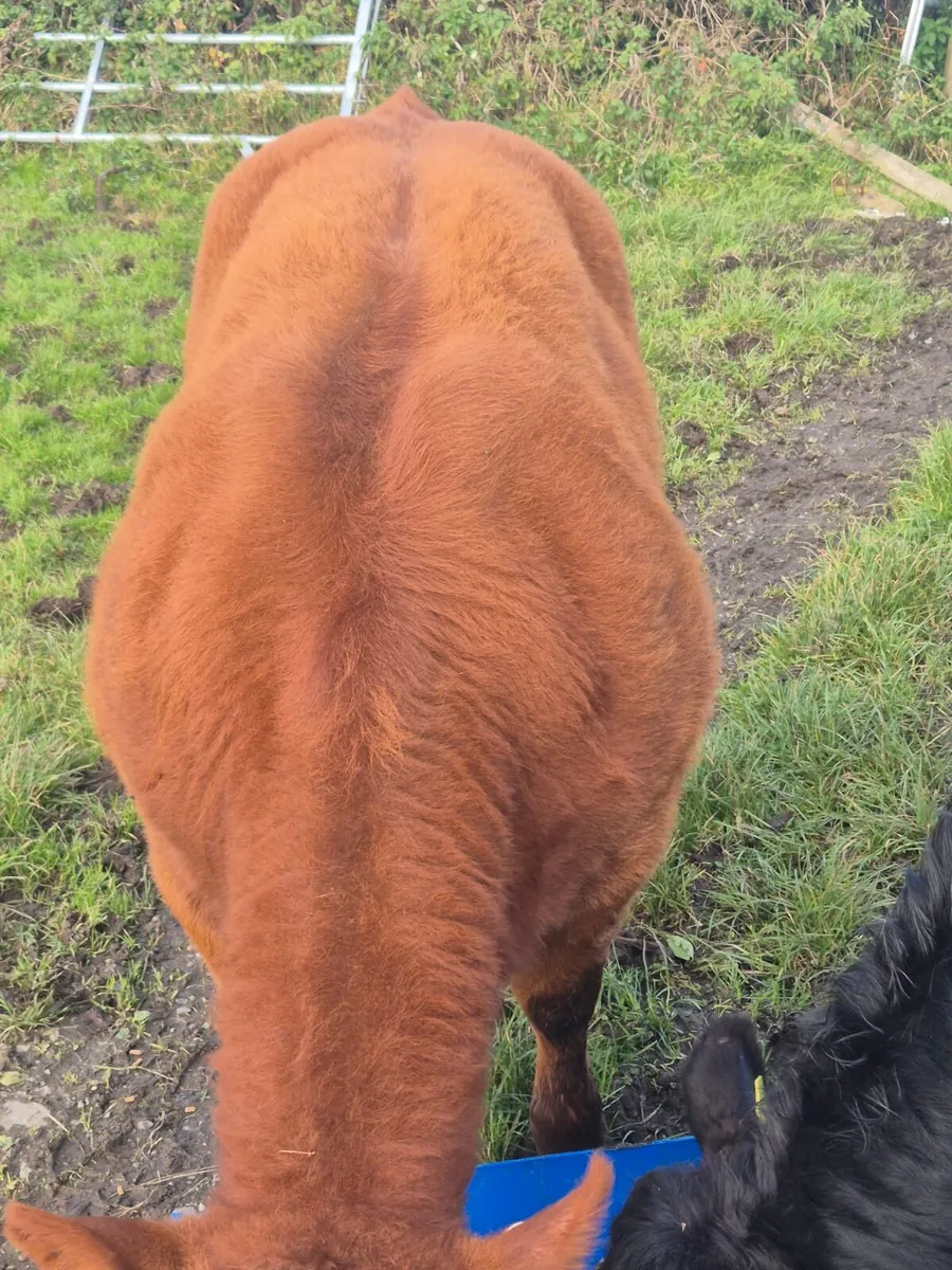 Heifer - Image 2