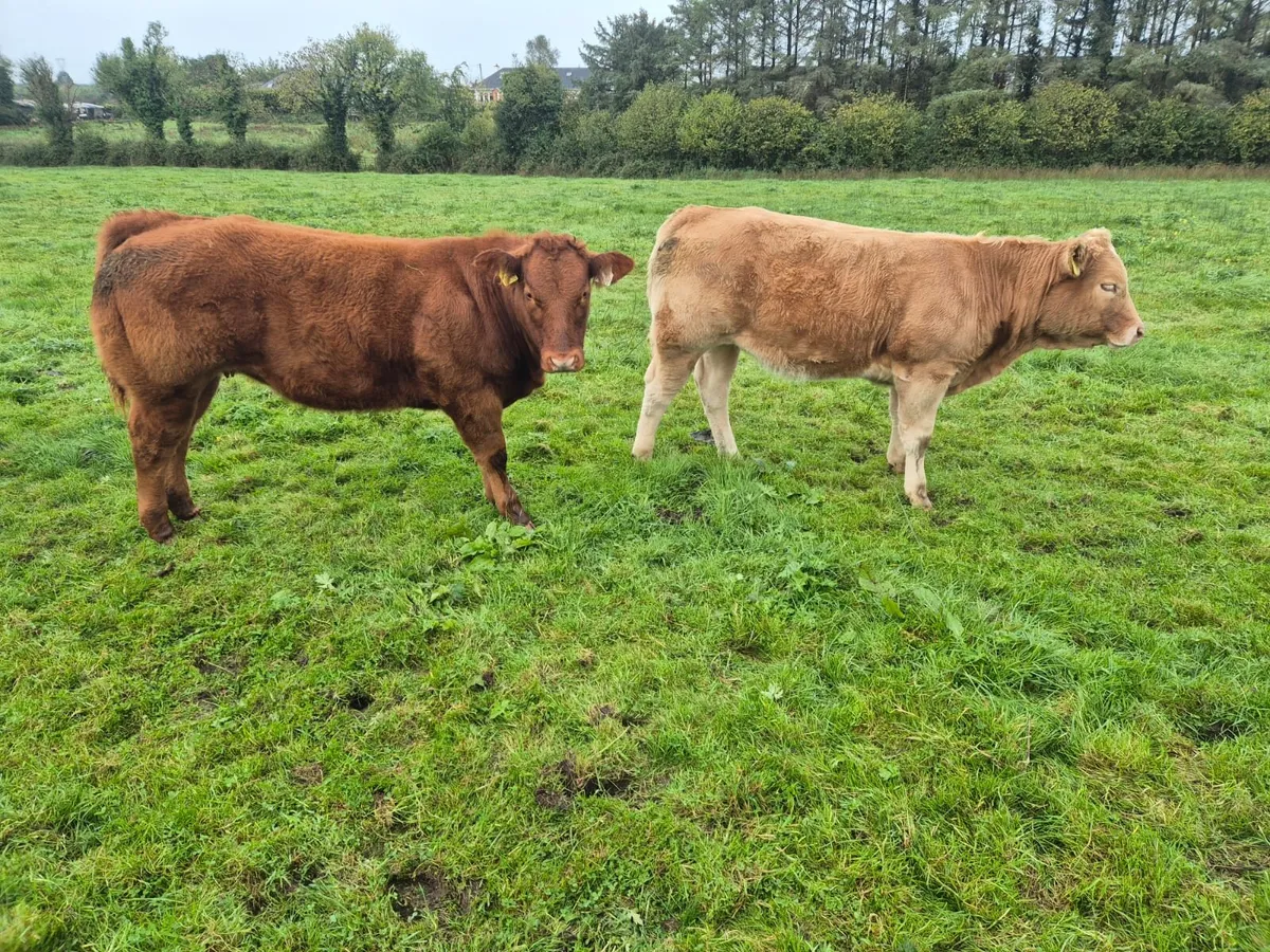 Heifer - Image 1