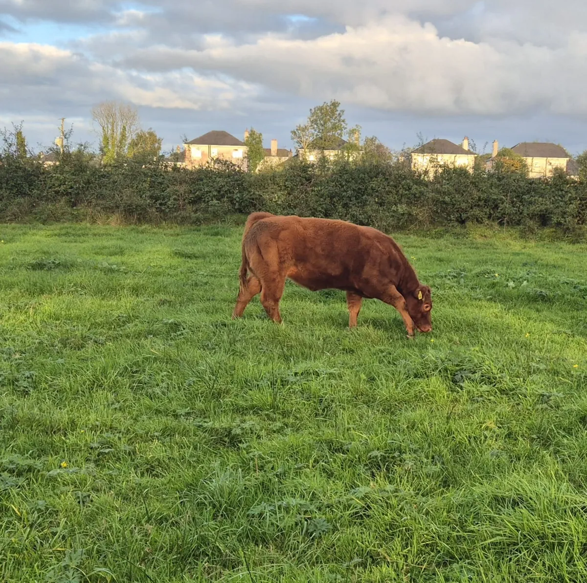 Heifer - Image 3