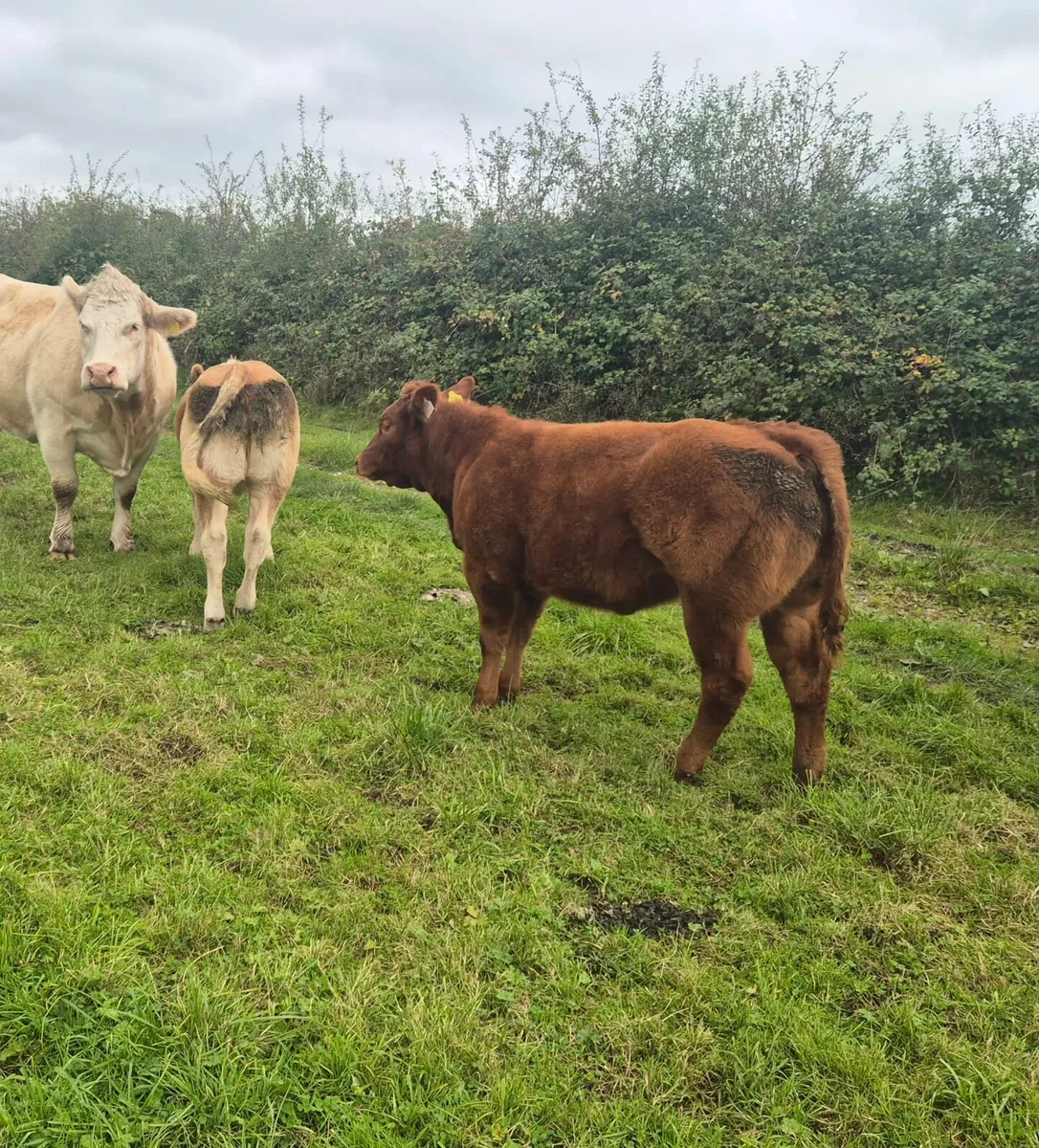 Heifer - Image 4