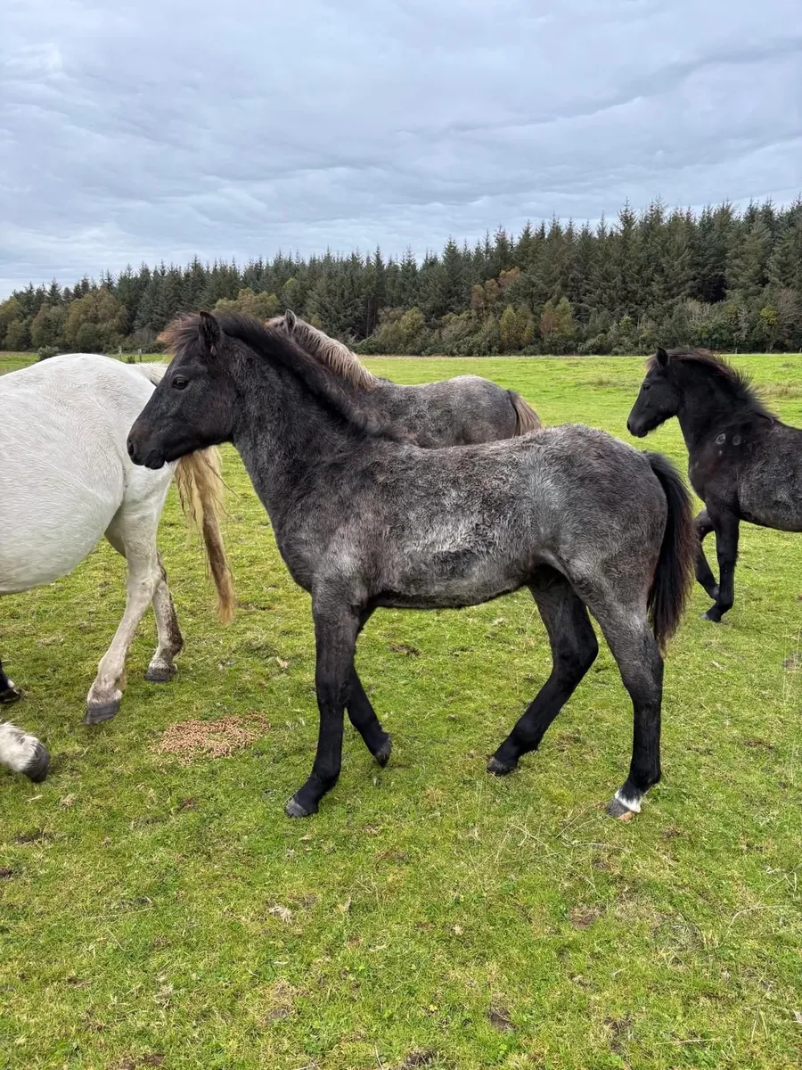 Conemara Foals - Image 4