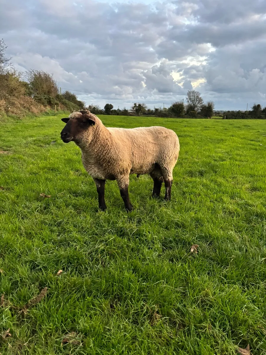 Ram - Image 1