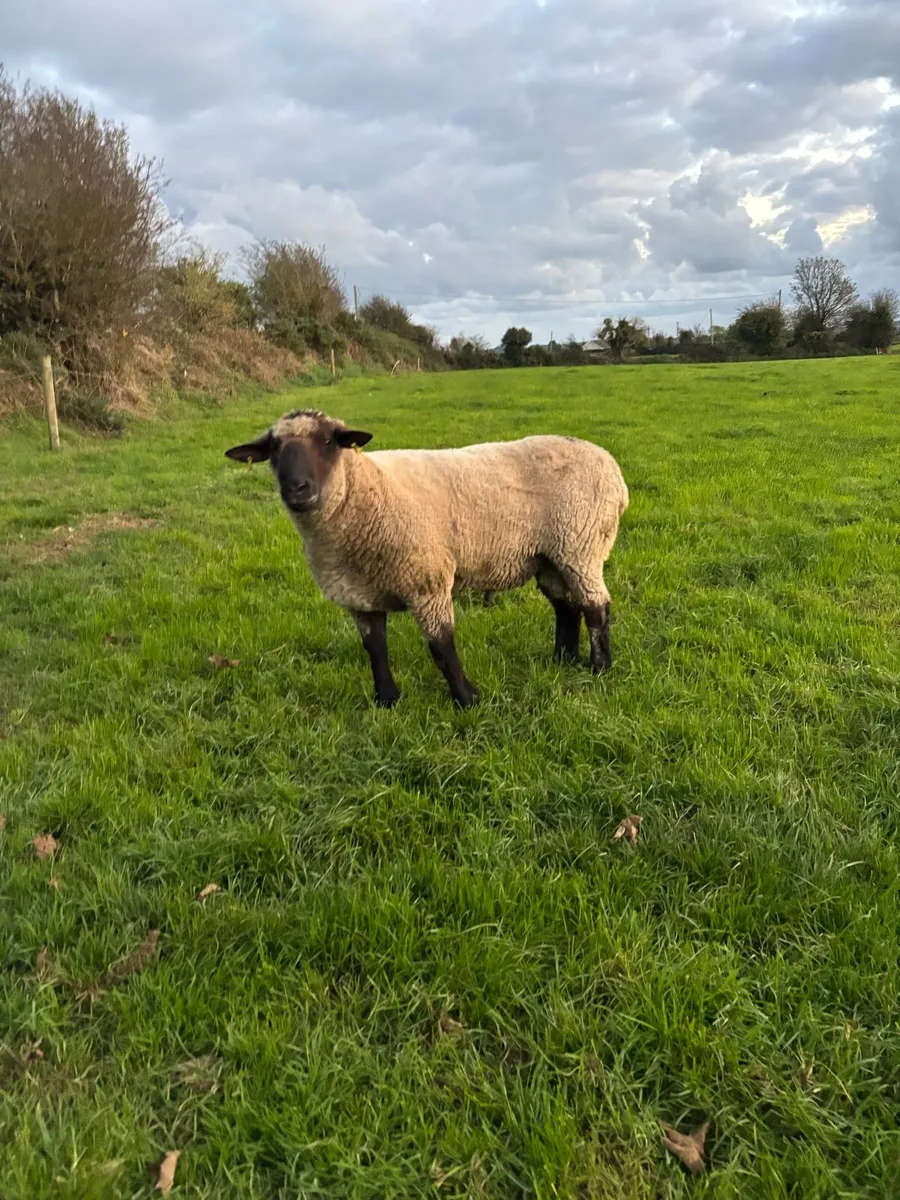 Ram - Image 2