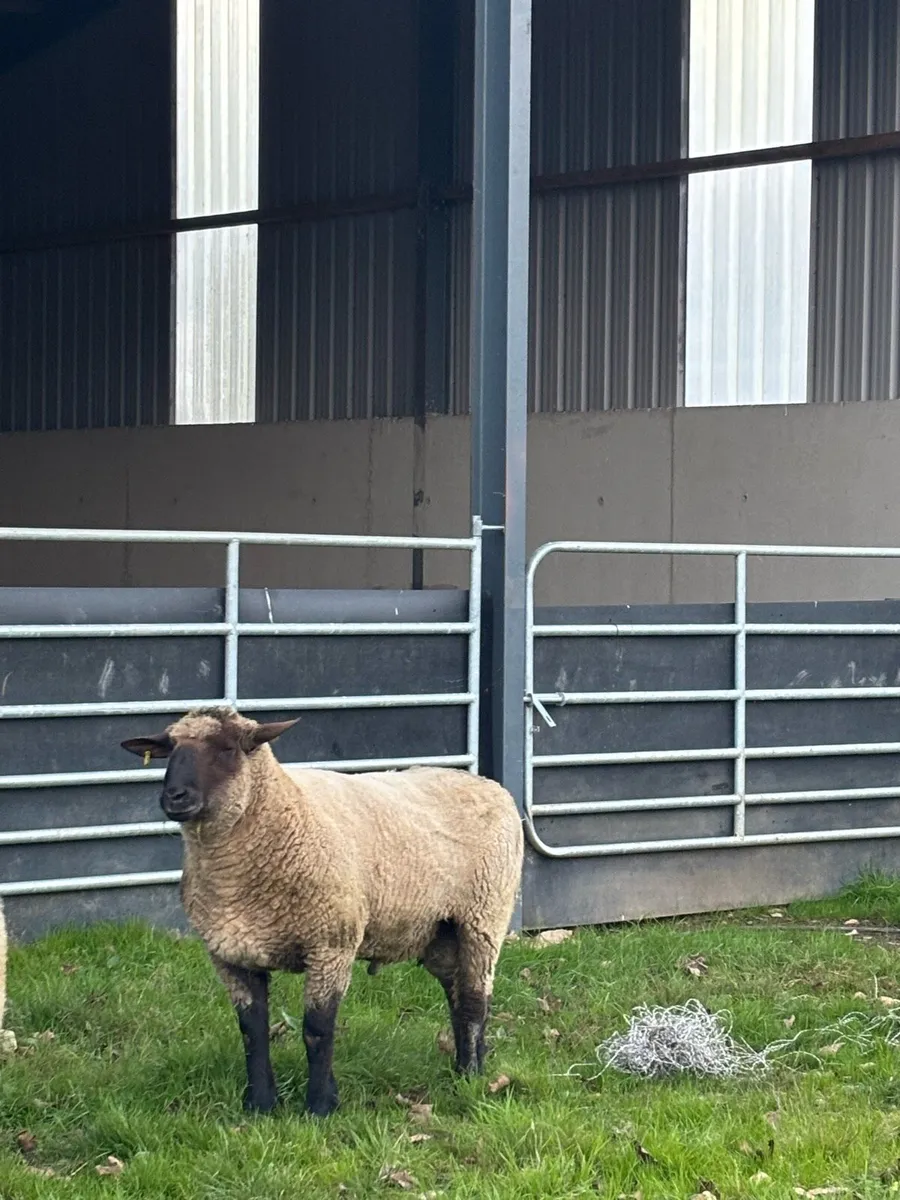 Ram - Image 4