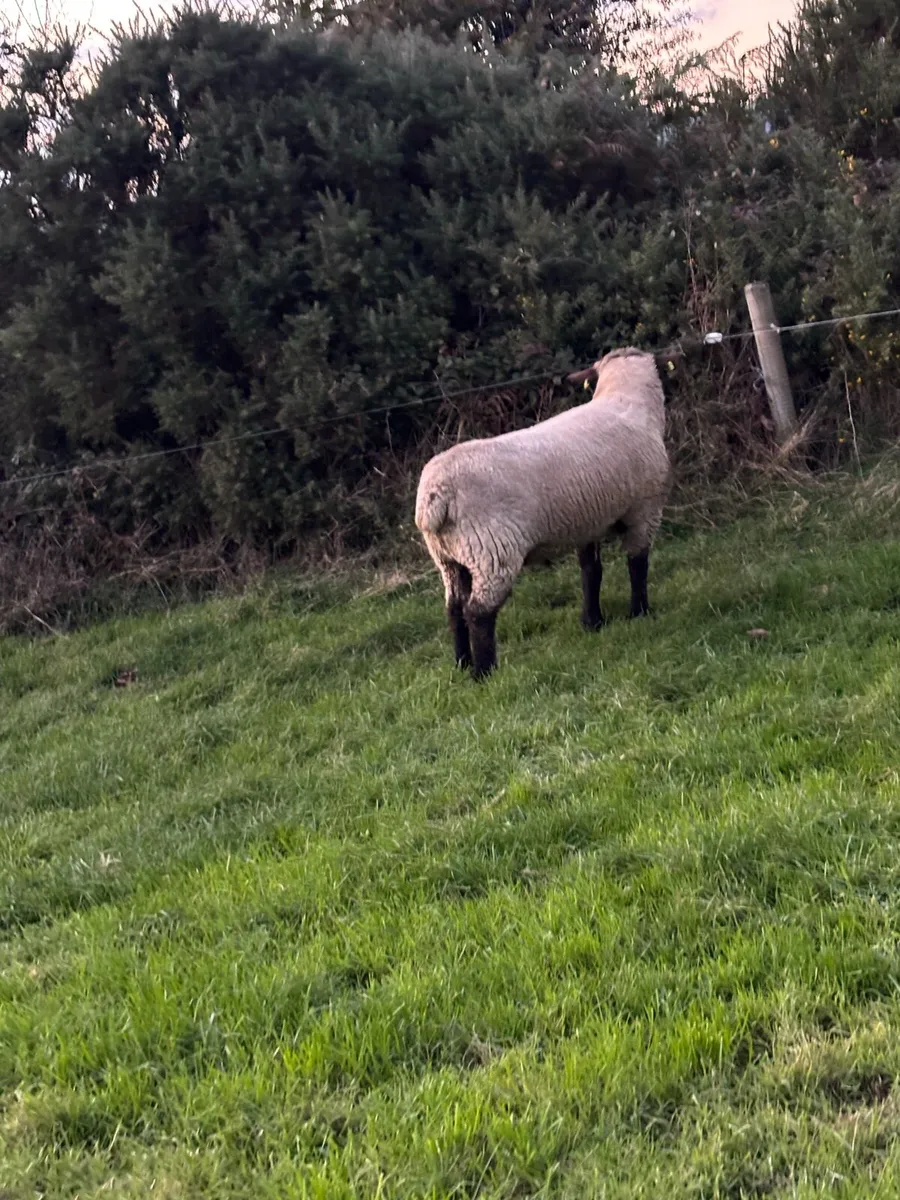 Ram - Image 3