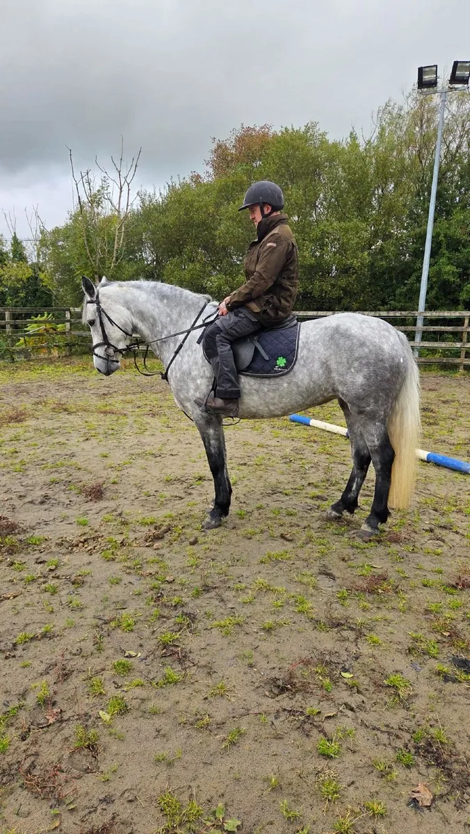 Connemara Pony Clifden lot 261 - Image 2