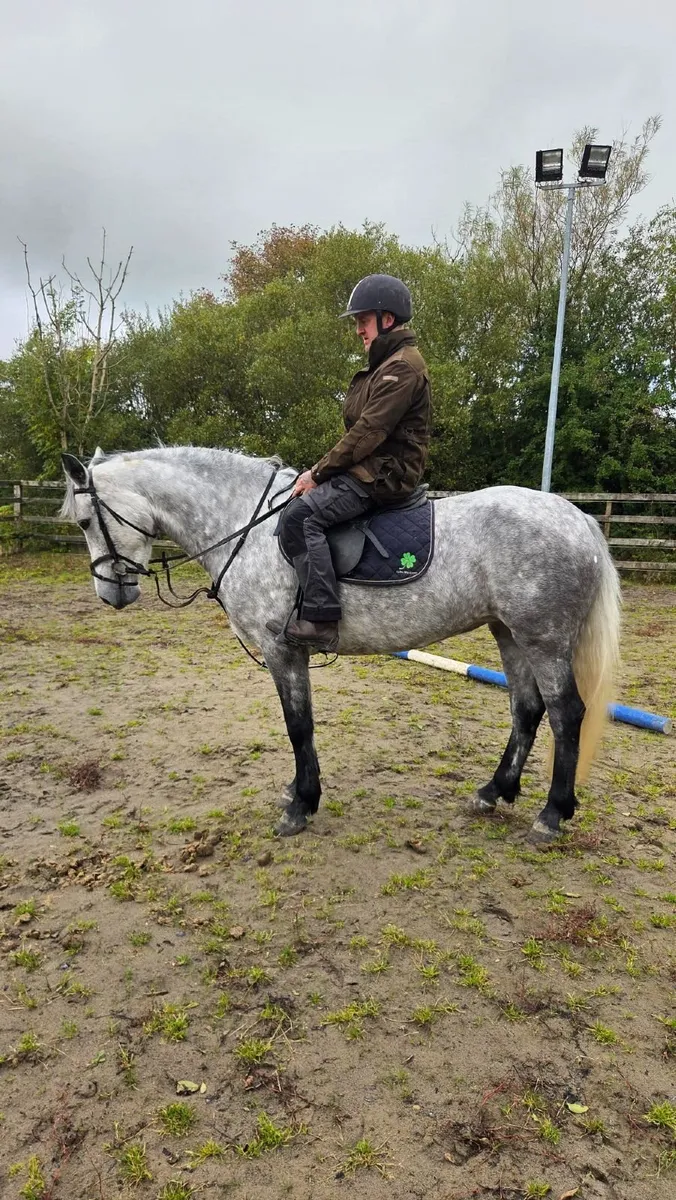 Connemara Pony Clifden lot 261 - Image 3
