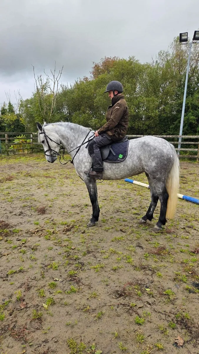 Connemara Pony Clifden lot 261 - Image 1