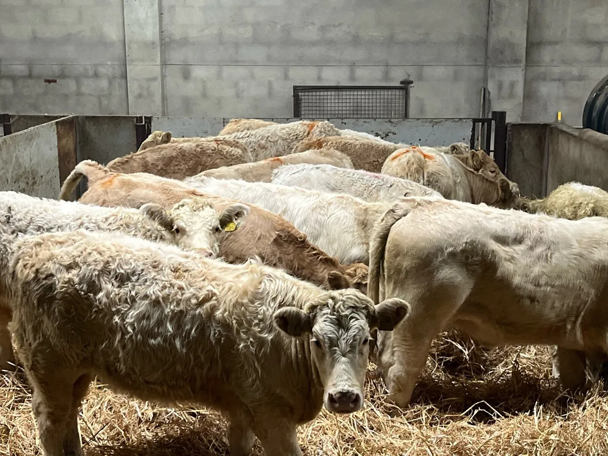 15 Super Golden & White CH Heifer Weanlings - Image 1