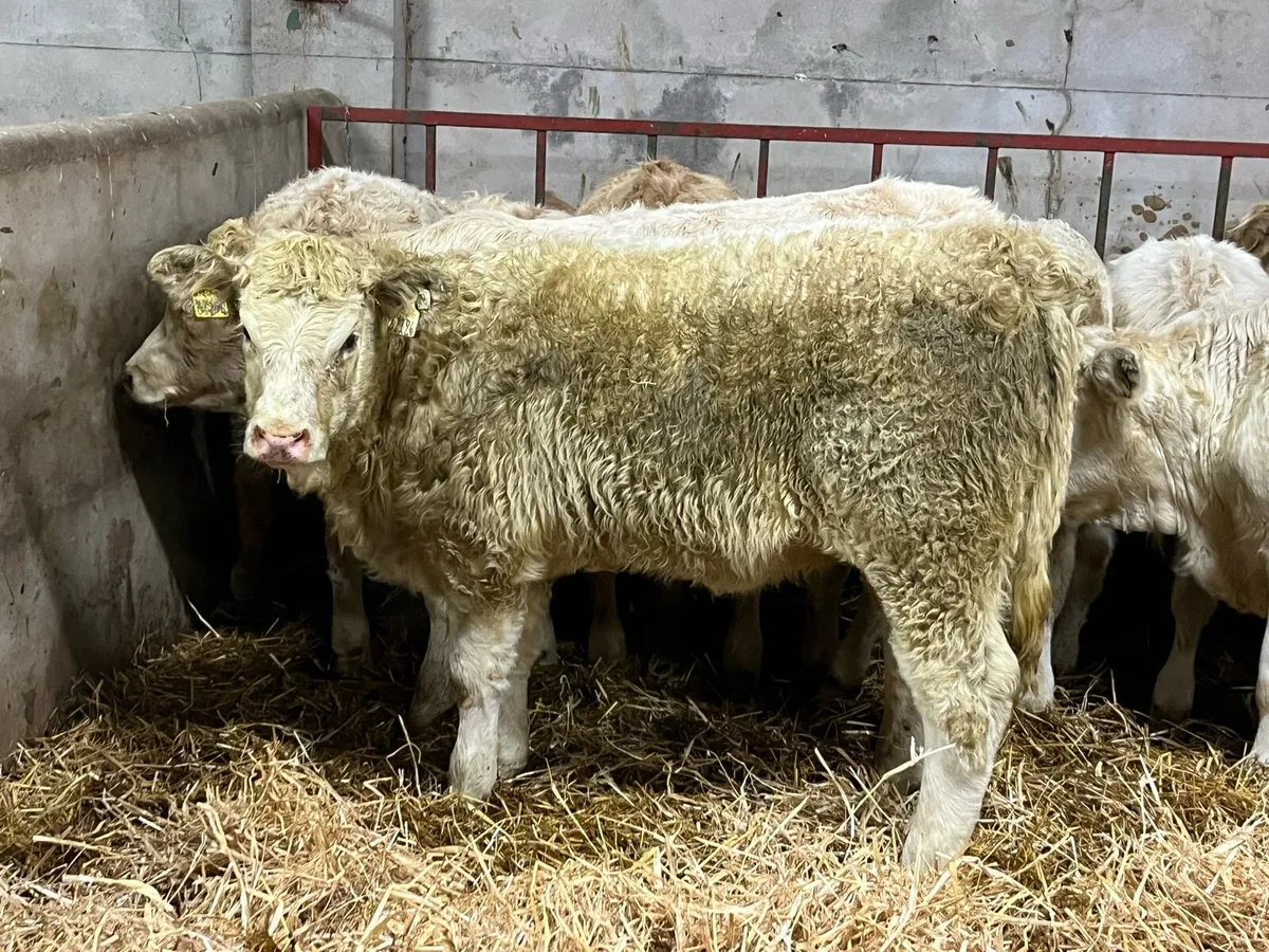 16 Super Red LIM & CH Heifer Weanlings - Image 2