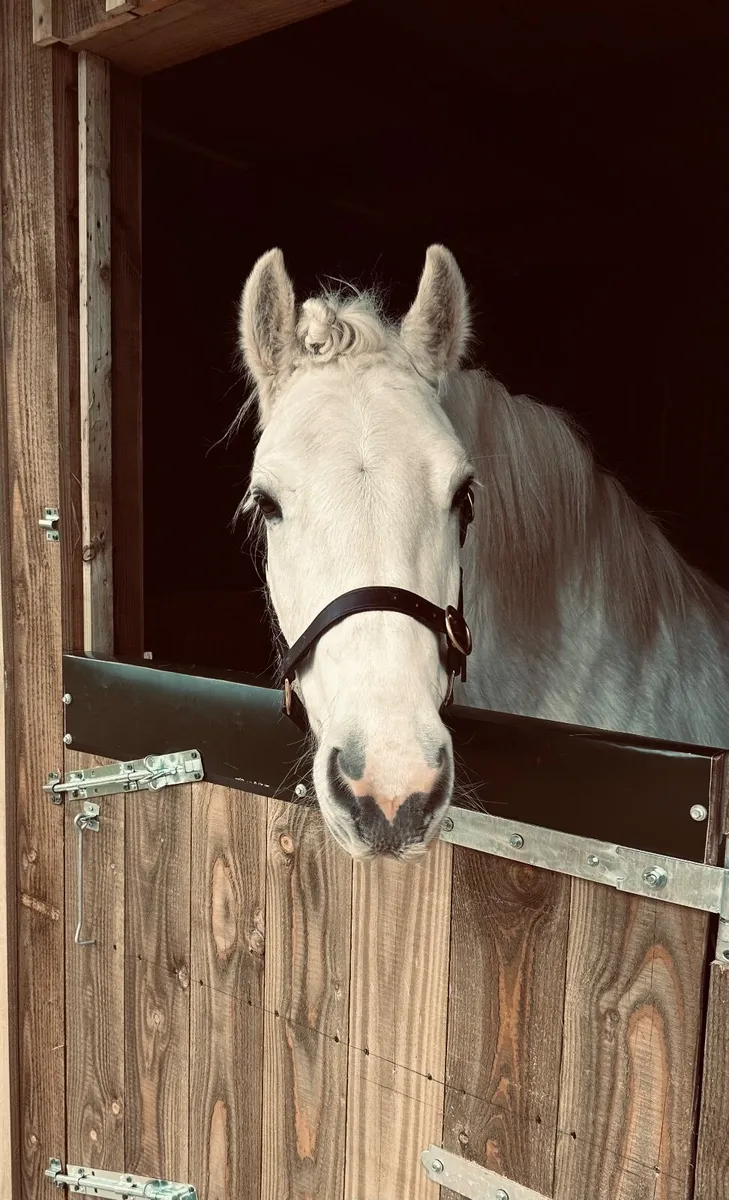 Pony - Image 1