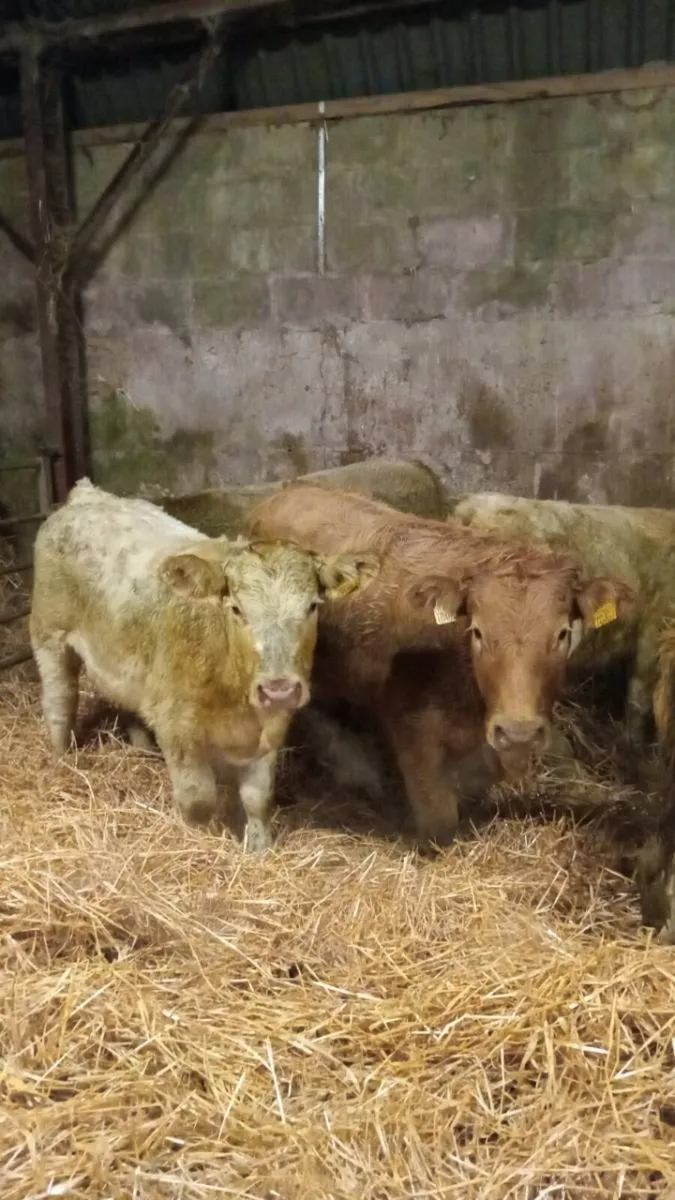 300 KG GOLDEN AND WHITE CHAROLAIS HEIGERS - Image 1