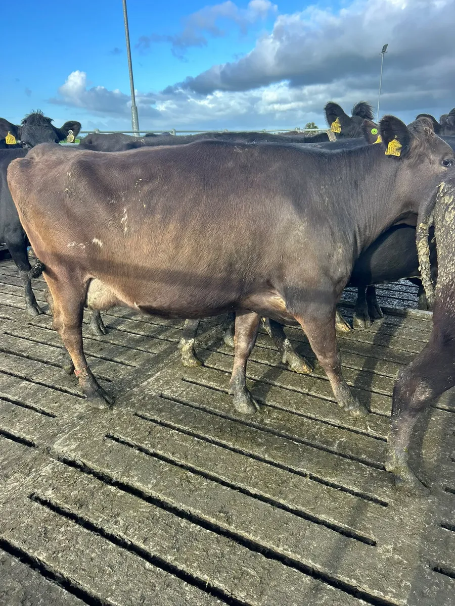 Empty cows - Image 2