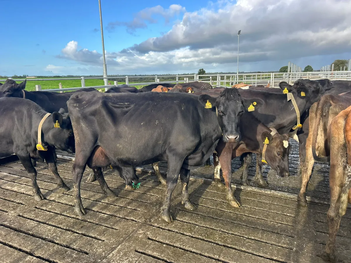 Empty cows - Image 1