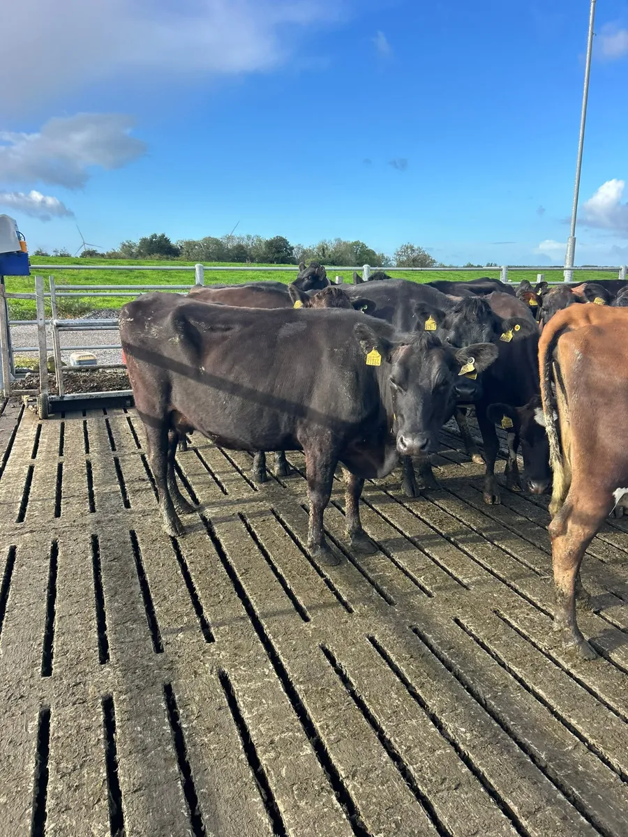 Empty cows - Image 4