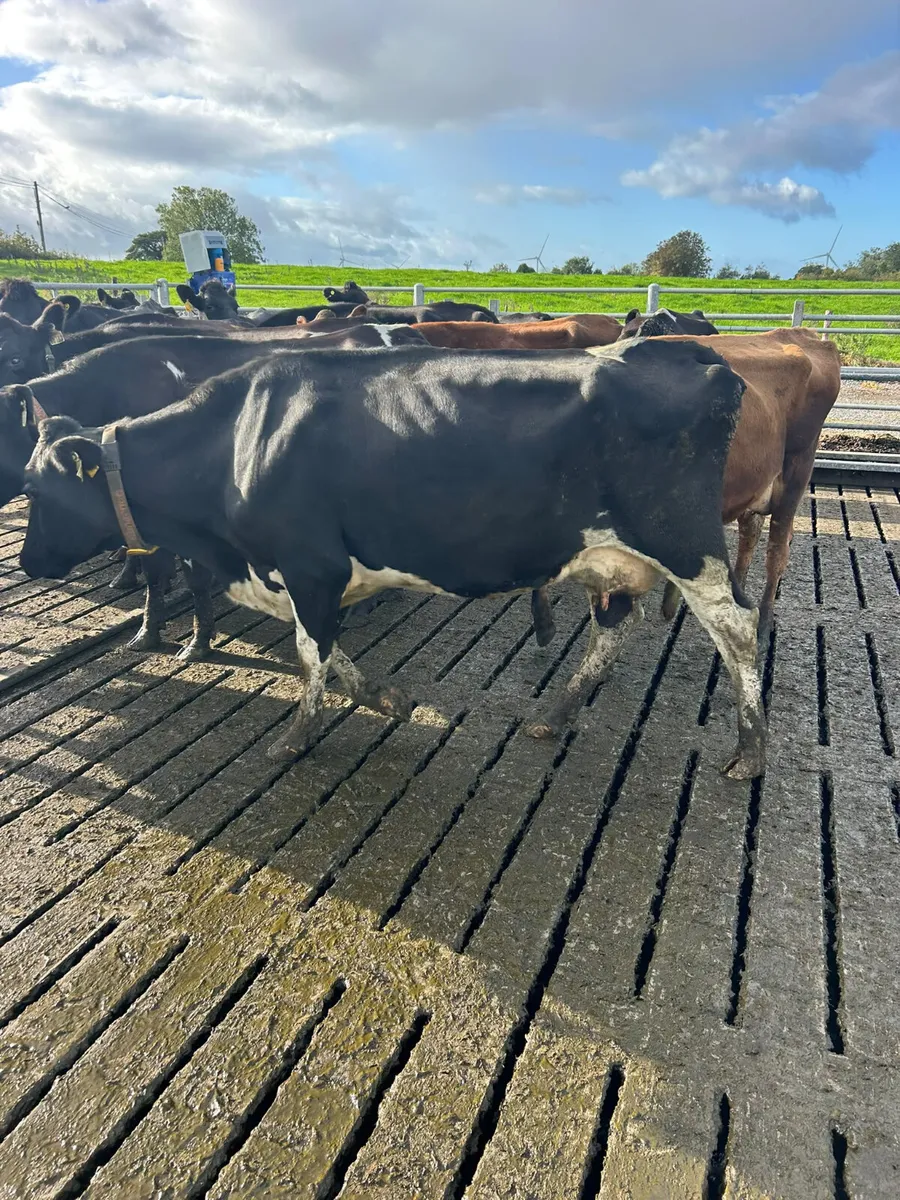 Empty cows - Image 3