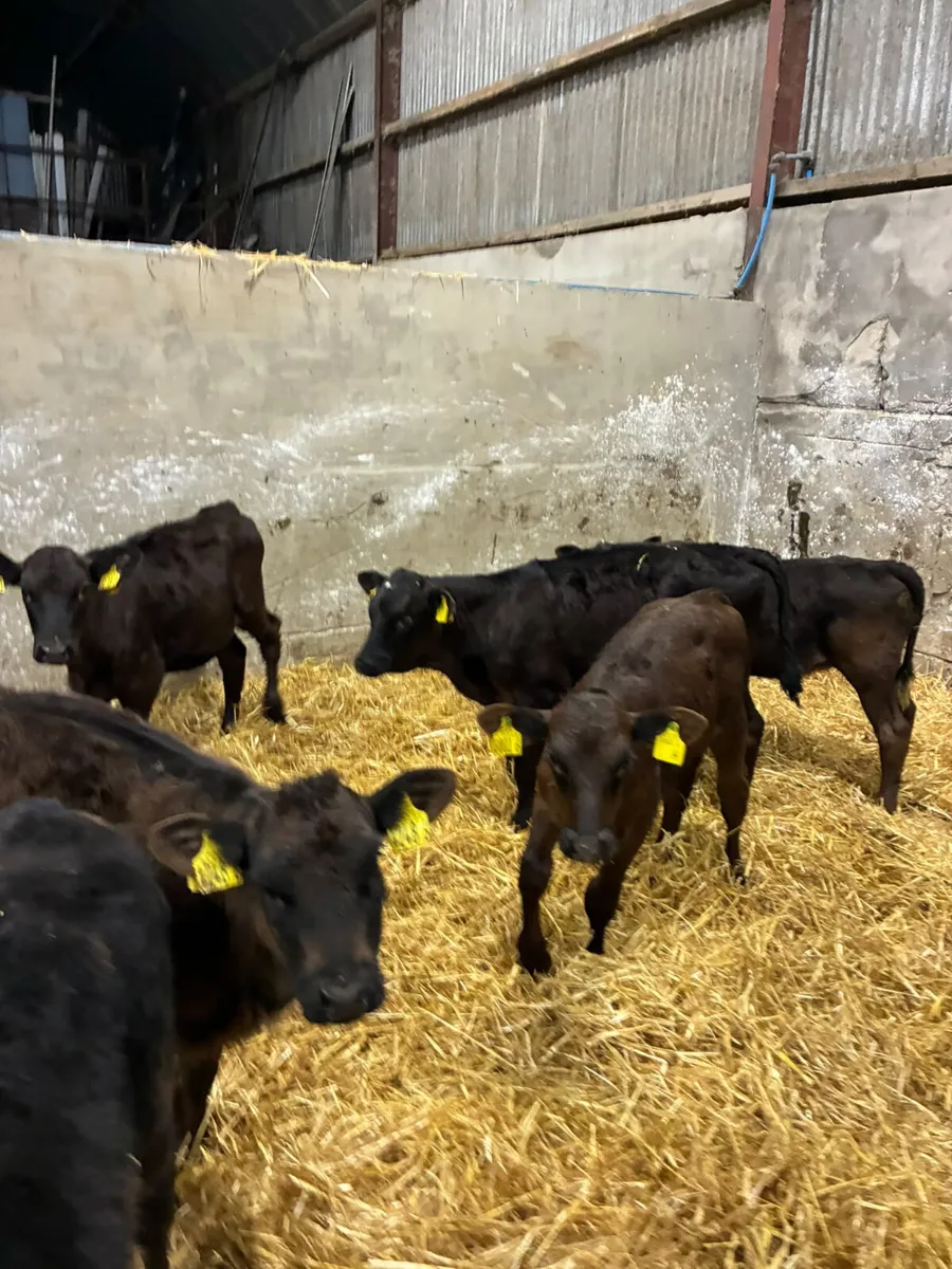 Lim and Angus heifers - Image 4