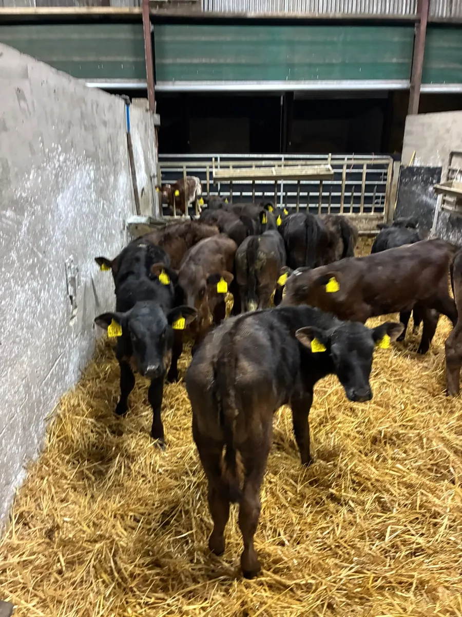 Lim and Angus heifers - Image 3
