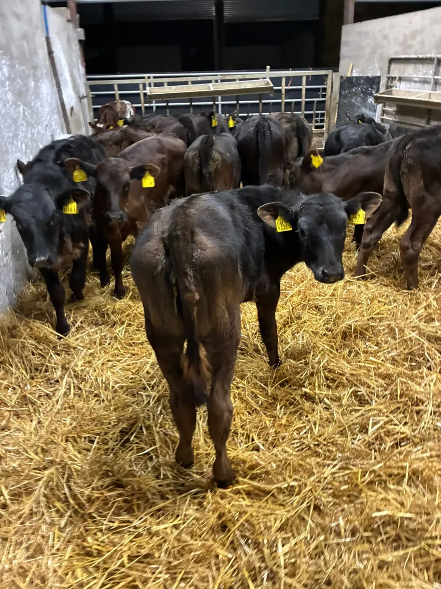 Lim and Angus heifers - Image 2