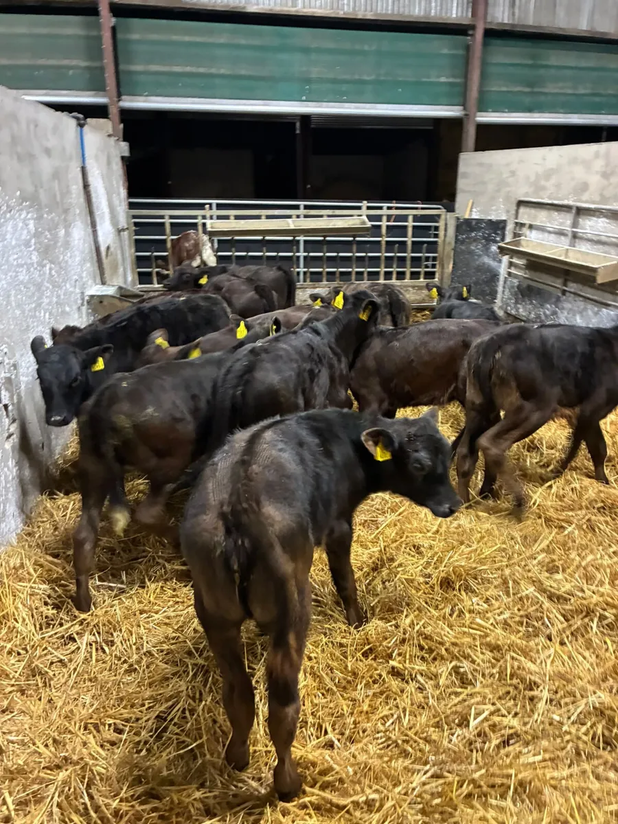 Lim and Angus heifers - Image 1
