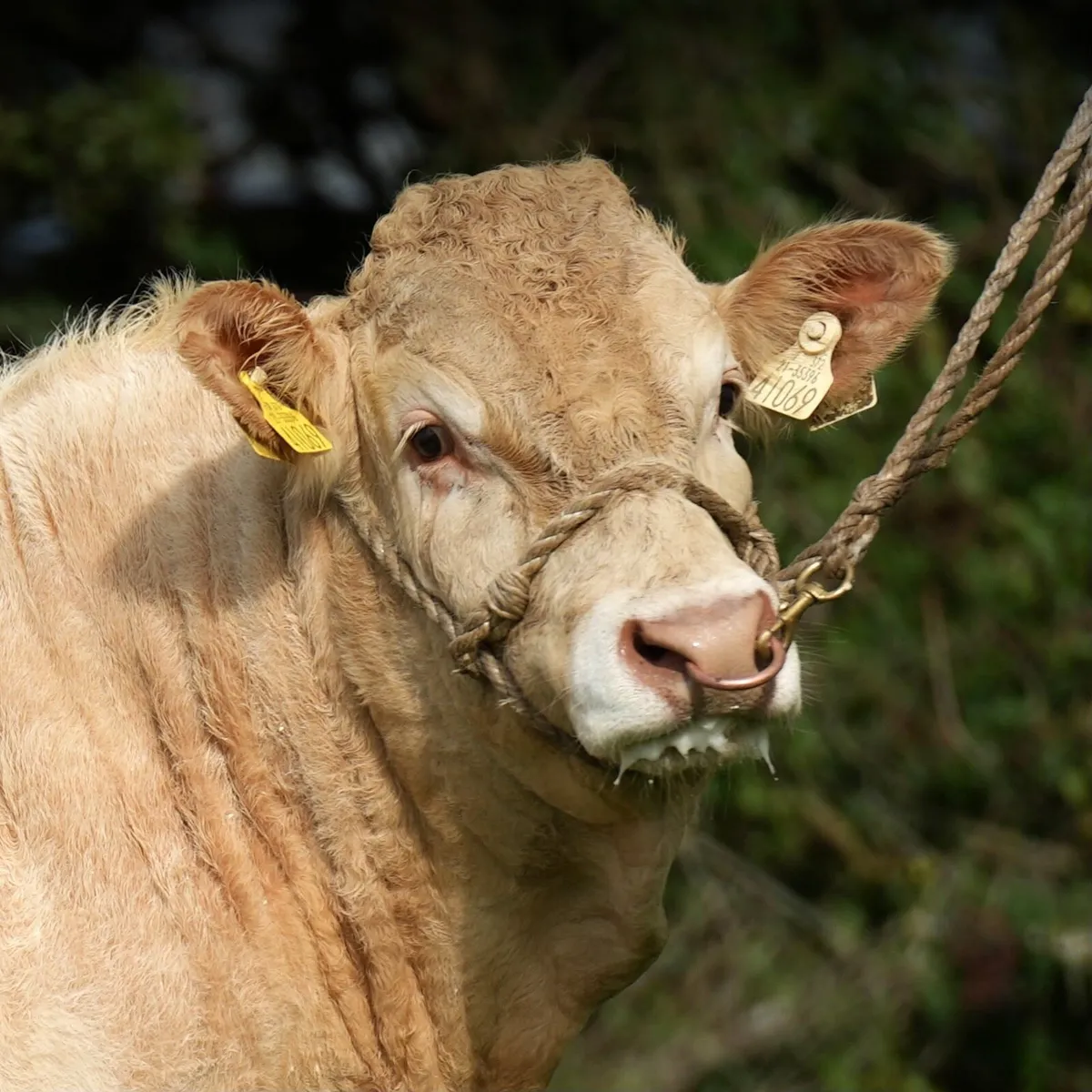 🌟Pedigree Blonde Bull 🌟 Ballyjamesduff Oct 23-26 - Image 2