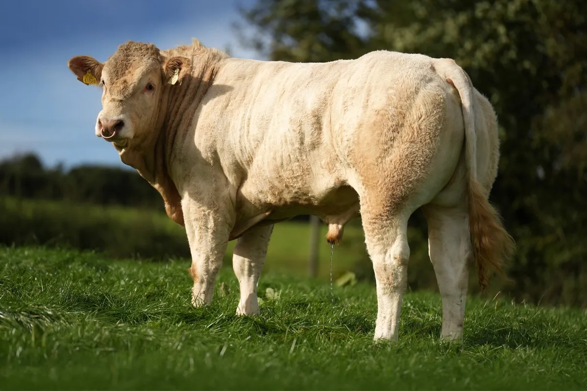 🌟Pedigree Blonde Bull 🌟 Ballyjamesduff Oct 23-26 - Image 3