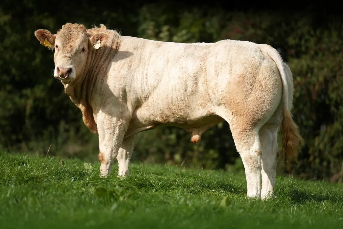 🌟Pedigree Blonde Bull 🌟 Ballyjamesduff Oct 23-26 - Image 4