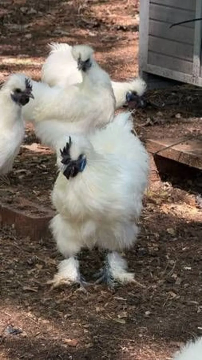 silkies - Image 1