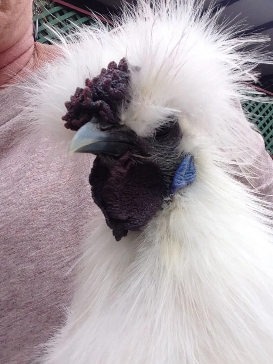 silkies - Image 2